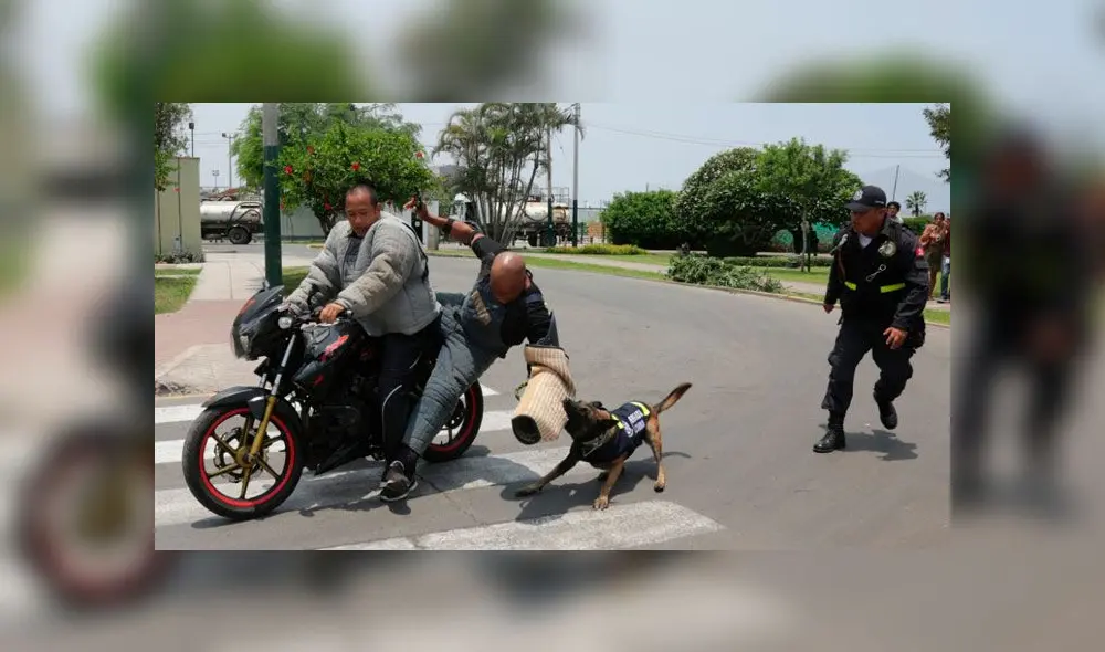 San Isidro: municipio entrenó a 18 perros para frustrar asaltos en motos lineales