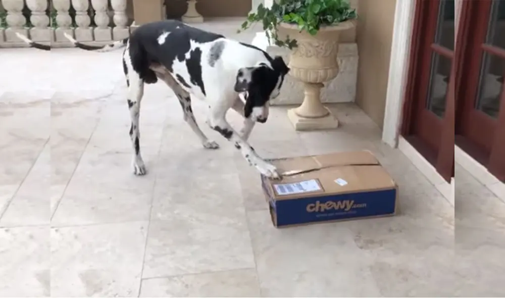 Desliza las imágenes para conocer más detalles de la increíble reacción que tuvo este perrito al ver que su comida llegó. Foto: captura de YouTube Desliza las imágenes para conocer más detalles de la increíble reacción que tuvo este perrito al ver que su comida llegó. Foto: captura de YouTube