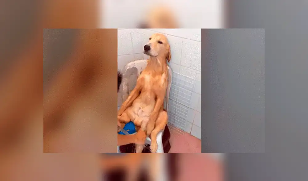 Facebook viral: Chico baña a perro por primera vez y queda en shock con su reacción [VIDEO] 