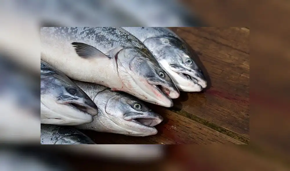 España prohíbe que niños y embarazadas consuman atún por presencia de mercurio