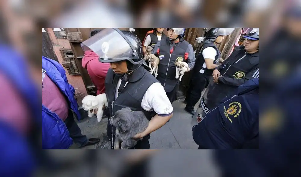 MML: rescatan perros y gatos que eran vendidos de manera ilegal en el Centro de Lima [FOTOS]