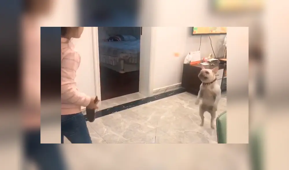 Desliza las imágenes para conocer el amoroso momento entre una niña junto a su adorable mascota. Foto: Captura. Desliza las imágenes para conocer el amoroso momento entre una niña junto a su adorable mascota. Foto: Captura.
