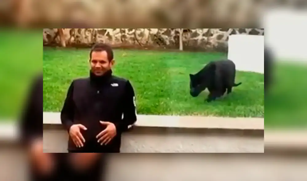 Facebook viral: ¿pantera negra atacó a su cuidador? Video causa terror en usuarios