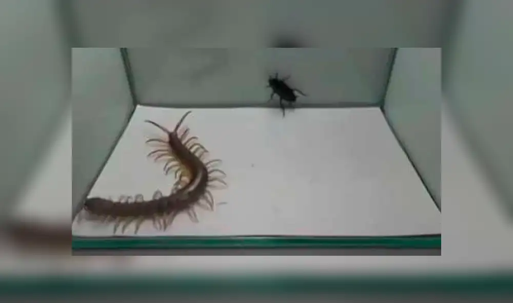 Facebook Viral: Este ciempiés creyó que podría ganar la batalla ante esta cucaracha pero nada salió como pensaba