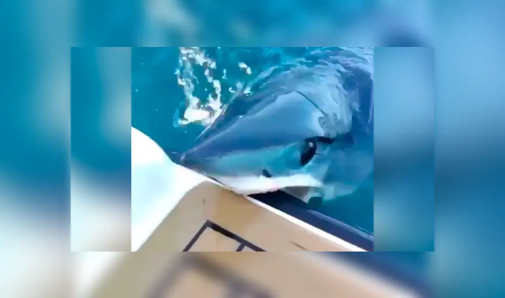 Pescadores grabaron el momento en que gigantesco tiburón emergió del océano. Pescadores grabaron el momento en que gigantesco tiburón emergió del océano.