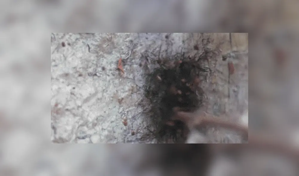 YouTube viral: Encuentra extraña bola de pelos, pero queda perplejo al ver cientos de peligrosas criaturas [VIDEO] 