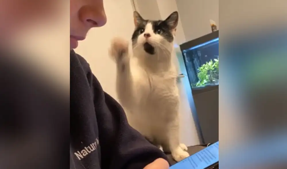 Desliza las imágenes para ver más detalles sobre esta graciosa escena que es viral en redes sociales. Foto: captura de YouTube Desliza las imágenes para ver más detalles sobre esta graciosa escena que es viral en redes sociales. Foto: captura de YouTube