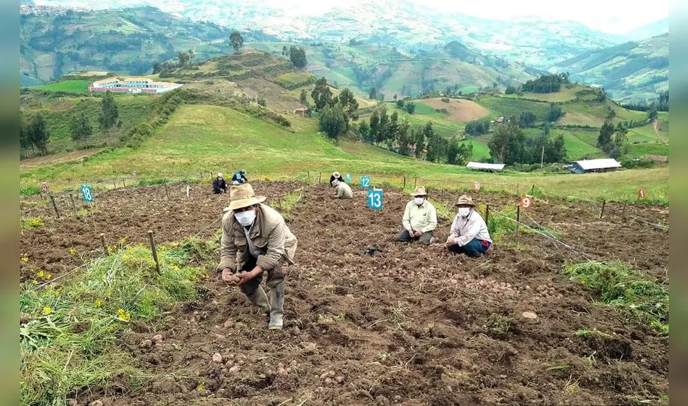 Cosecha de papa será con distanciamiento social inteligente Cosecha de papa será con distanciamiento social inteligente