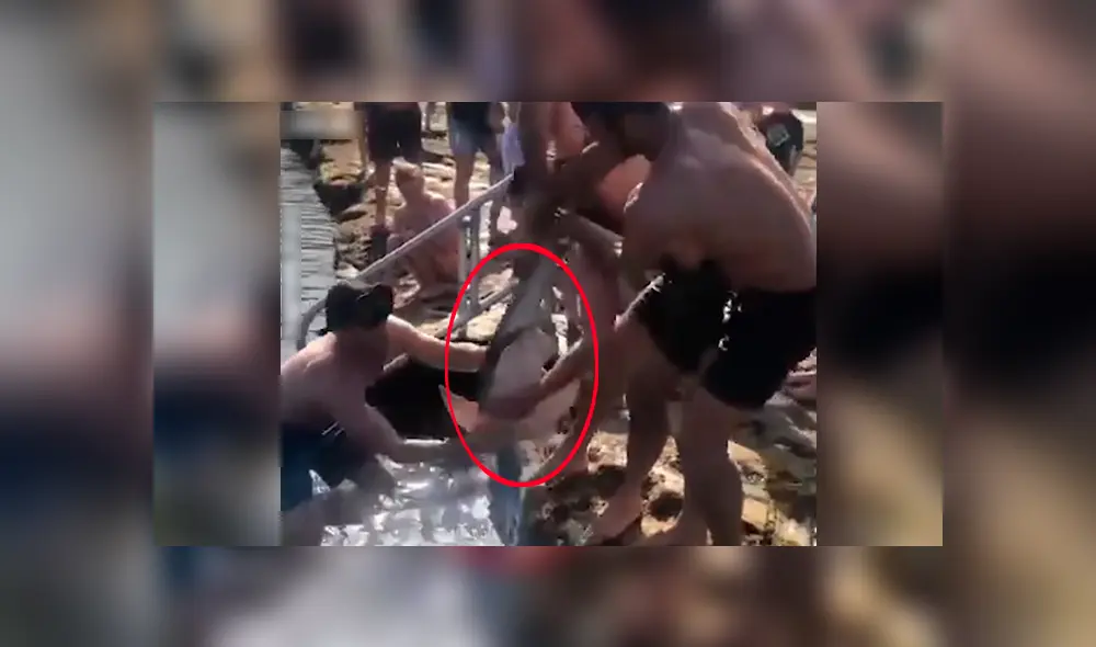 Jóvenes encuentran a tiburón atrapada entre dos piedras, la ayudan y calman su dolor [VIDEO] 