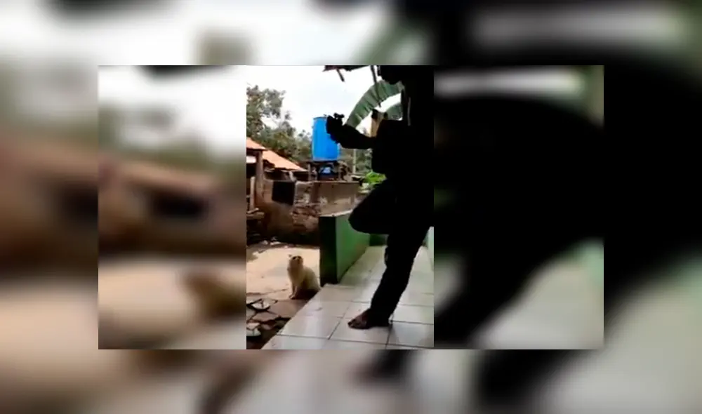 En YouTube, un joven interpretó una canción romántica y se sorprendió al tener como compañero a su gato. En YouTube, un joven interpretó una canción romántica y se sorprendió al tener como compañero a su gato.