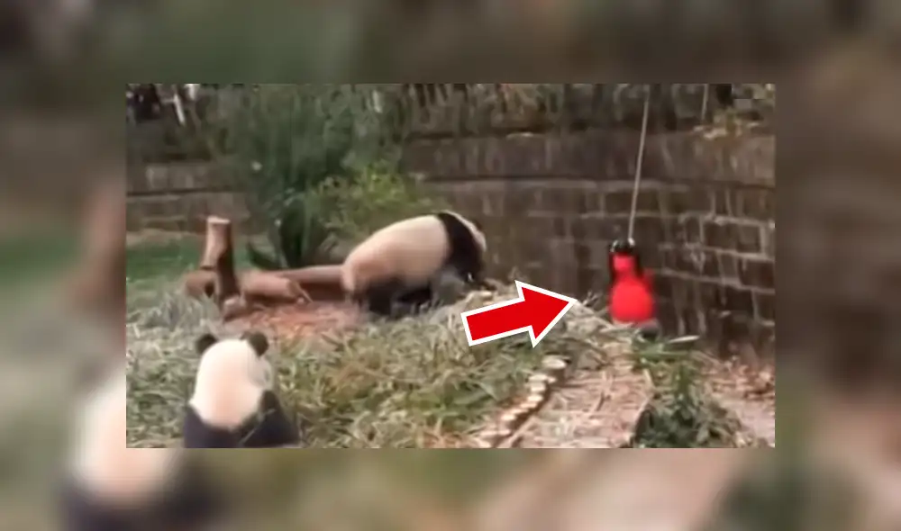 YouTube viral: niña cae a recinto de osos pandas y visitantes de zoológico quedan en shock [VIDEO]