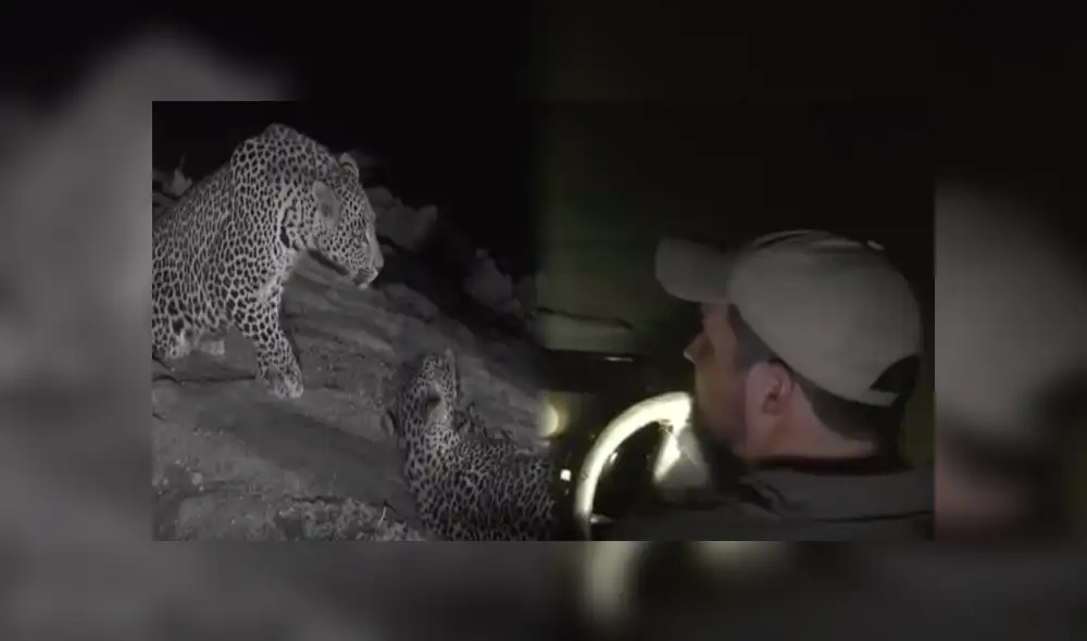 Desliza hacia la izquierda para ver el conmovedor reencuentro de leopardos que se hizo viral en YouTube. Desliza hacia la izquierda para ver el conmovedor reencuentro de leopardos que se hizo viral en YouTube.
