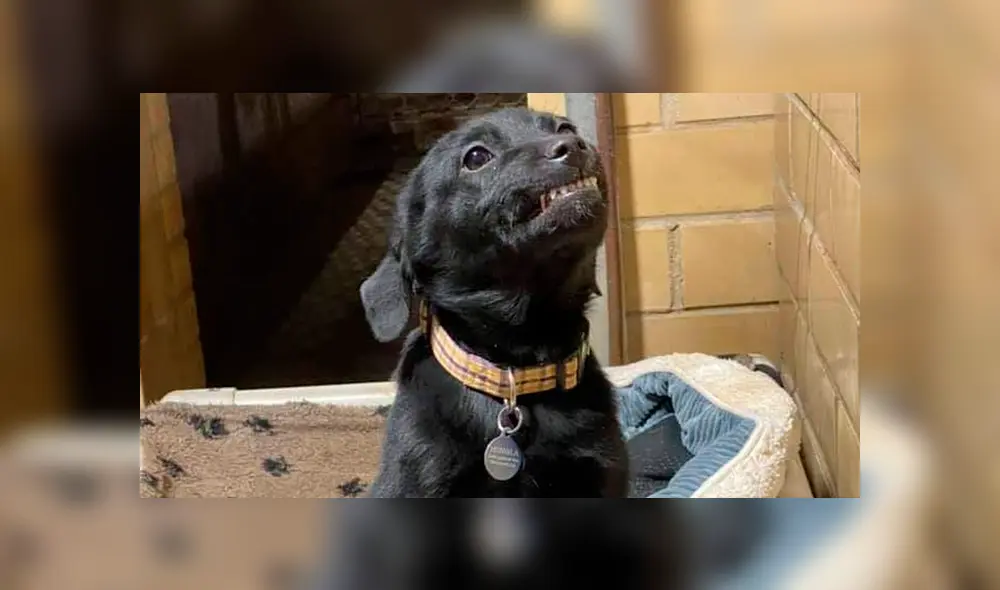 Desliza a la izquierda para ver las tiernas imágenes de este cachorro. (Foto: Facebook) Desliza a la izquierda para ver las tiernas imágenes de este cachorro. (Foto: Facebook)