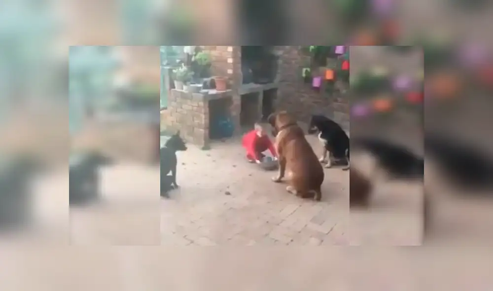 Video es viral en YouTube. Los animales se ganaron la admiración de todos con su ejemplar comportamiento antes de empezar a comer