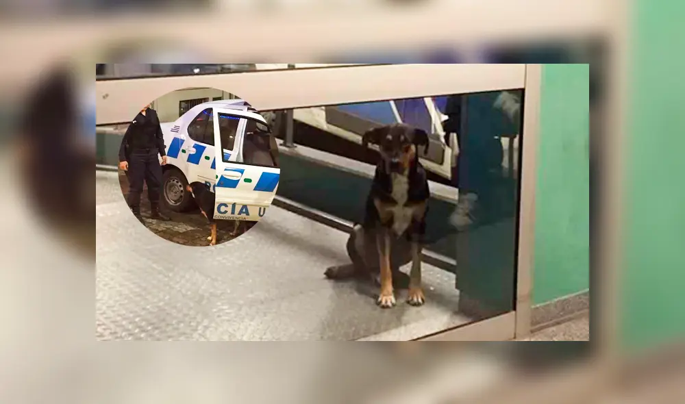 Perro logró conmover a policías y enfermeros, ahora acompaña a su dueña en el hospital Perro logró conmover a policías y enfermeros, ahora acompaña a su dueña en el hospital