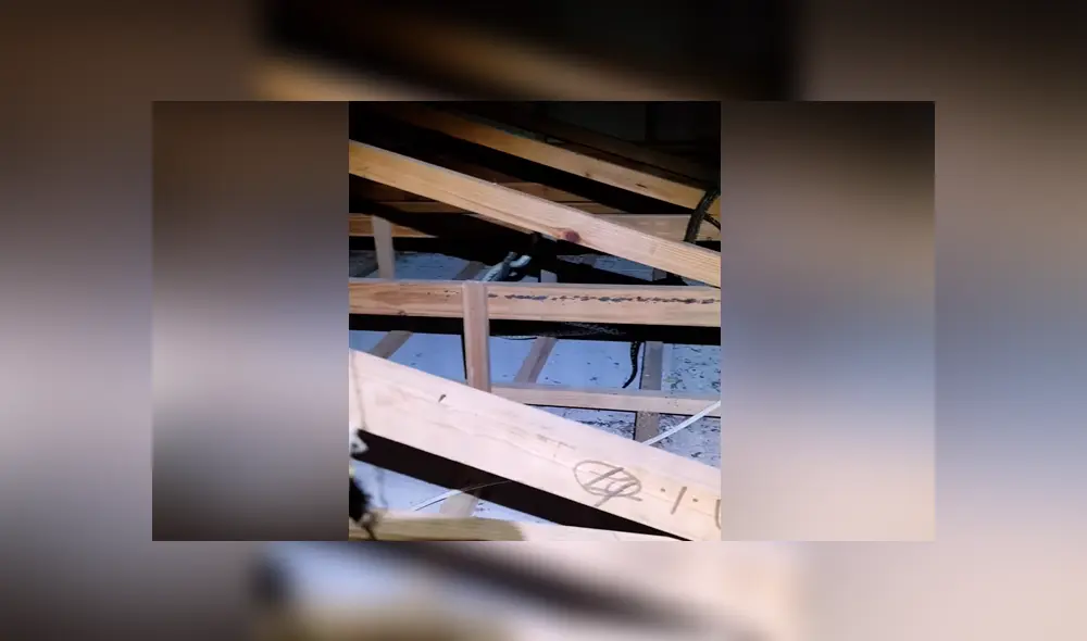 Un video viral muestra el momento en el que un hombre se encuentra cara a cara con dos enormes serpientes. Un video viral muestra el momento en el que un hombre se encuentra cara a cara con dos enormes serpientes.