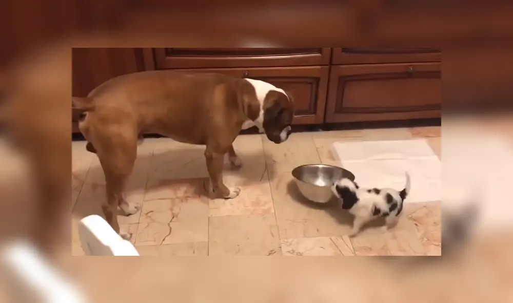 A través de YouTube se hizo viral la reacción de un perro al ver que otro can le había quitado el plato de comida.