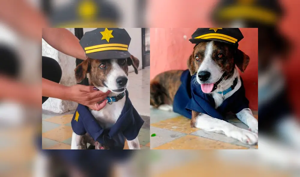 Desliza para ver a este perro que tocó el corazón de miles en Facebook. Foto: Captura. Desliza para ver a este perro que tocó el corazón de miles en Facebook. Foto: Captura.