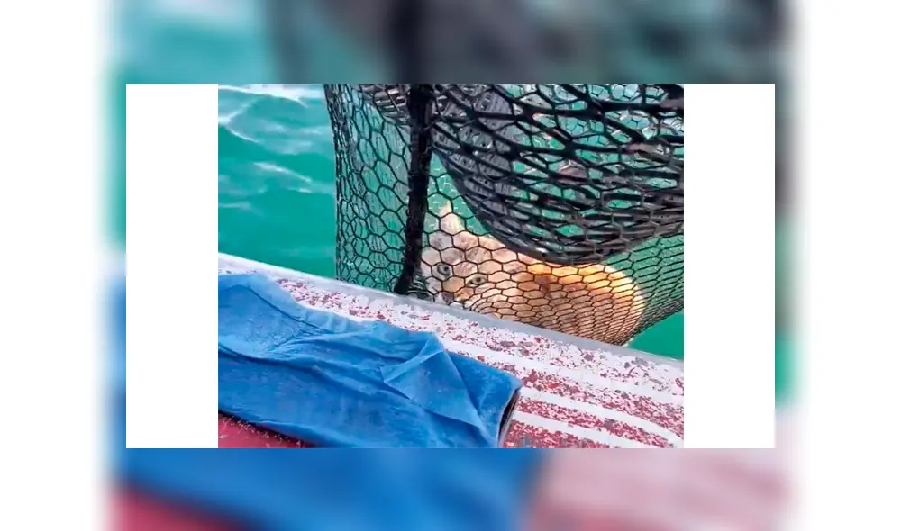 Descubren extraño animal ahogándose, se acercan para salvarlo y descubren su verdadera identidad [VIDEO]