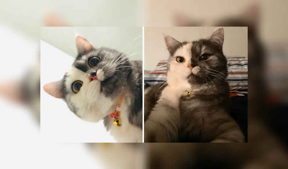 Desliza las imágenes para ver más detalles de esta tierna gata que es viral en YouTube.