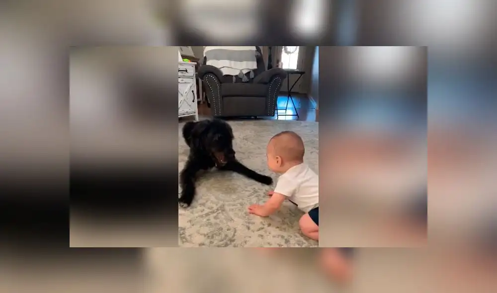 Desliza las imágenes para ver la divertida escena que protagonizó un perro junto al bebé de su dueña. Foto: Storyful Rights Management Desliza las imágenes para ver la divertida escena que protagonizó un perro junto al bebé de su dueña. Foto: Storyful Rights Management