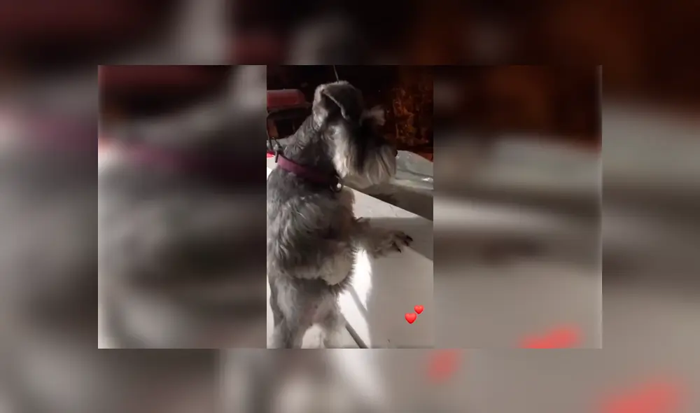 Desliza las imágenes para conocer la romántica escena de dos perros que permanecieron separados por la cuarentena. Desliza las imágenes para conocer la romántica escena de dos perros que permanecieron separados por la cuarentena.