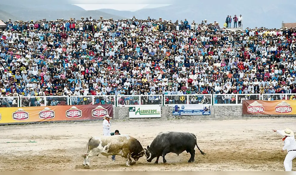 costumbre. En Arequipa, pelea de toros es una tradición que se preserva por años. costumbre. En Arequipa, pelea de toros es una tradición que se preserva por años.