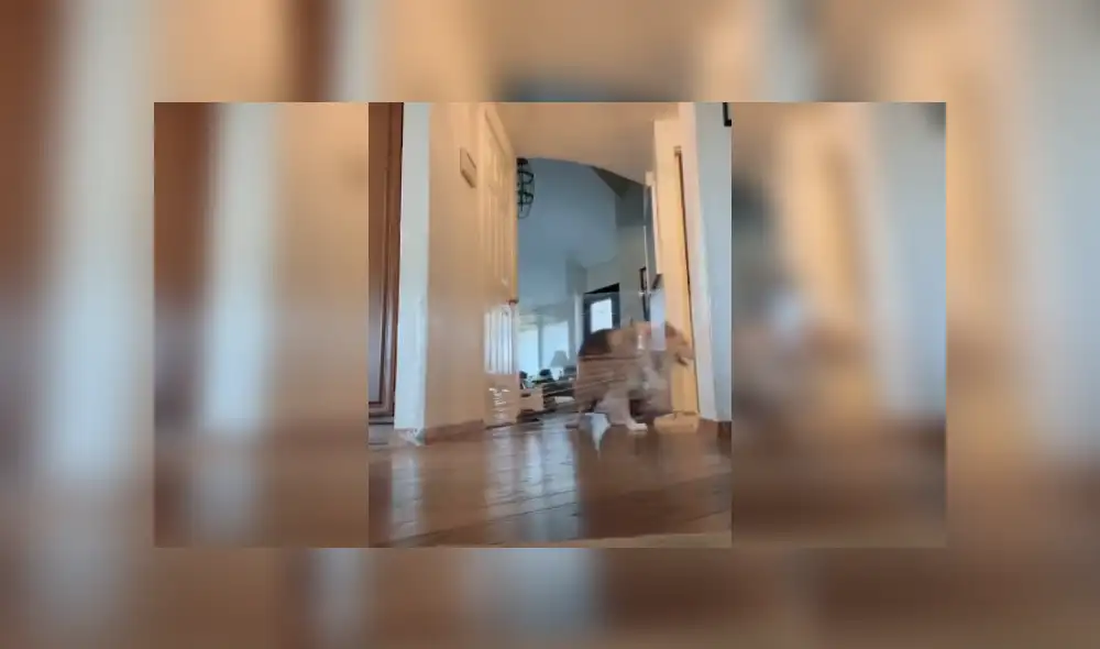 Desliza las imágenes para ver más detalles de esta divertida escena que es viral en TikTok.