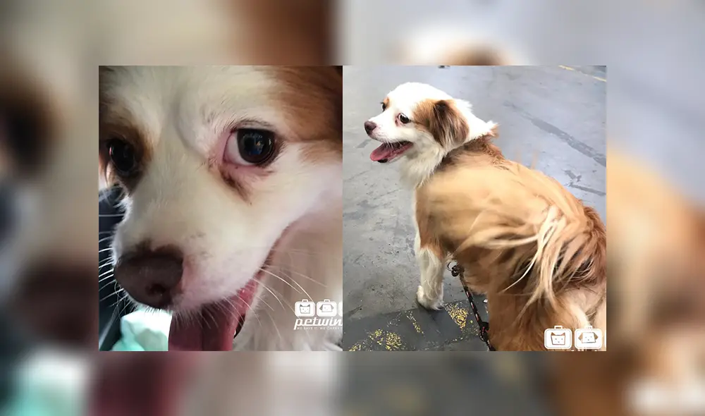 Lima 2019: perros callejeros de Perú fueron adoptados y ahora viven en el extranjero