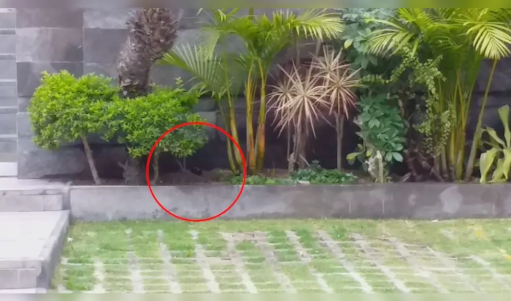 Foto: Municipalidad de Surco Foto: Municipalidad de Surco