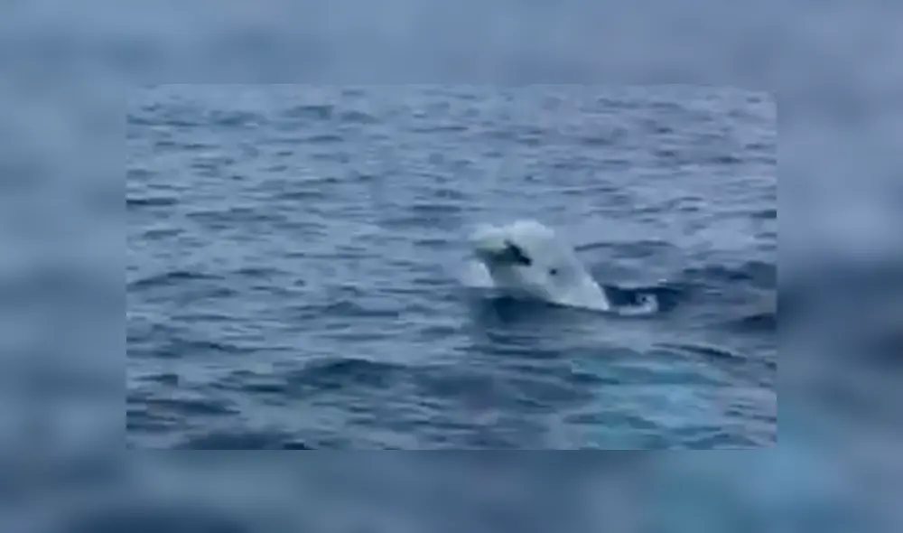 La amigable beluga recogía la pelota y volvía al barco para entregársela al hombre. Foto: captura.