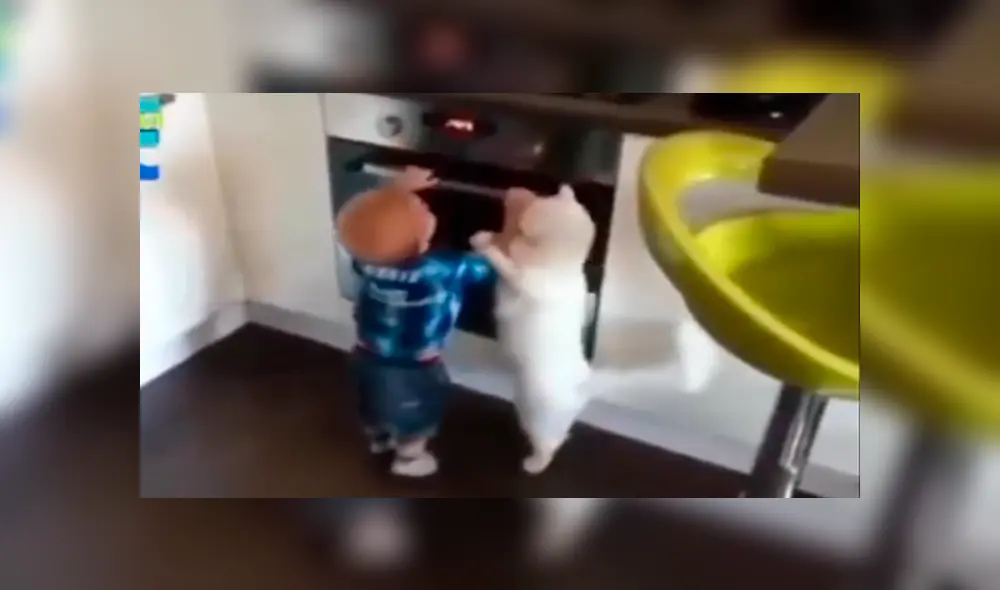 Facebook viral: preciso momento en que gato salva de morir a niño travieso que jugaba en cocina [VIDEO]