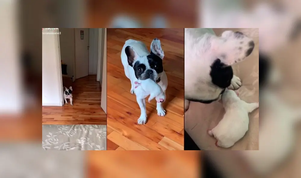 Desliza las imágenes para ver la tierna escena protagonizada por esta mascota y su dueña. Foto: TikTok/Mora Sassano Desliza las imágenes para ver la tierna escena protagonizada por esta mascota y su dueña. Foto: TikTok/Mora Sassano