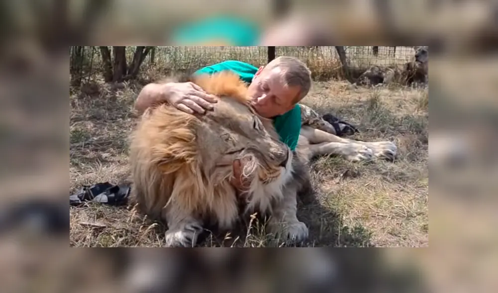 En Facebook se viralizó el encuentro de cuidador con enorme león. En Facebook se viralizó el encuentro de cuidador con enorme león.