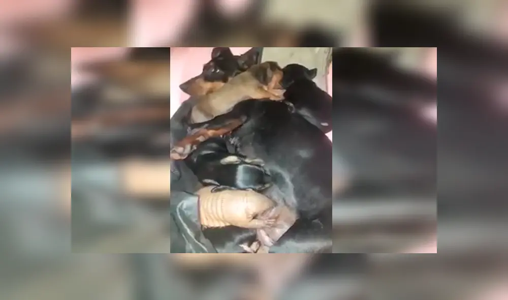 En Facebook, un chico descubrió que su perrita protegió a un tierno animal y le brindó un nuevo hogar. En Facebook, un chico descubrió que su perrita protegió a un tierno animal y le brindó un nuevo hogar.