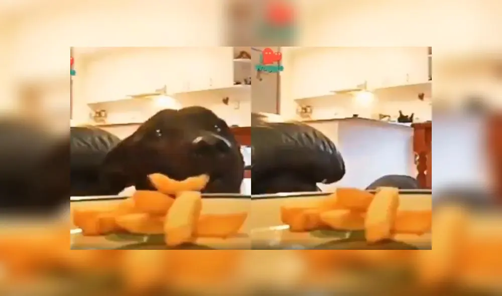 Desliza a la izquierda para revelar la travesura de este labrador. Foto: Captura. Desliza a la izquierda para revelar la travesura de este labrador. Foto: Captura.