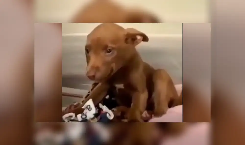 Vía Facebook: tierno cachorro 'sonrie' al saber que será adoptado y tendrá nueva familia [VIDEO] 