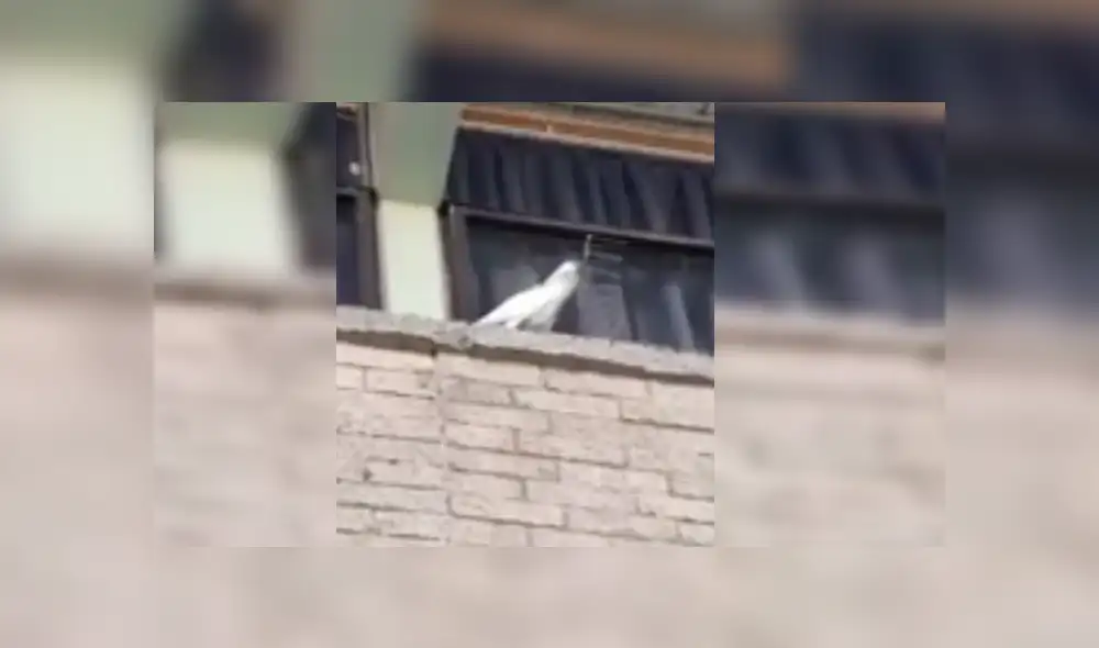 Usuarios de Facebook calificaron la violenta reacción del ave como un "acto vandálico"