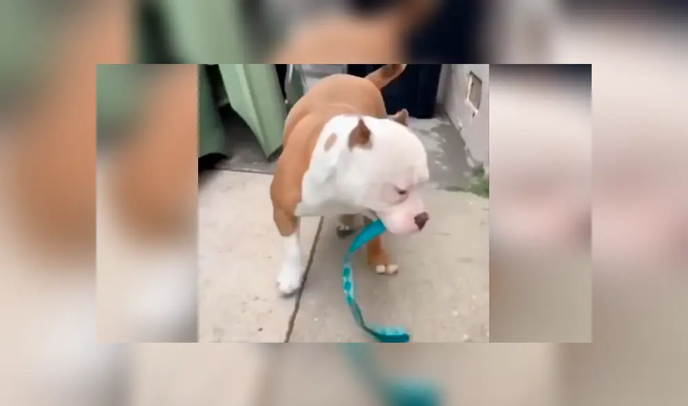 Desliza las imágenes hacia la izquierda para conocer la emotiva petición de un perro que quería salir a la calle.