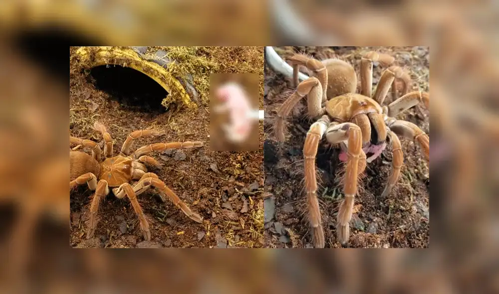 Facebook: mujer le ofrece ratón bebé a su tarántula y esta lo devora sin piedad [VIDEO]