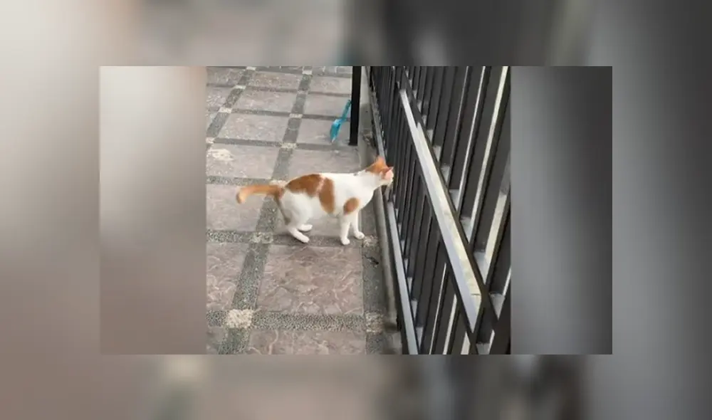 Desliza hacia la izquierda para ver las imágenes de viral de Facebook.