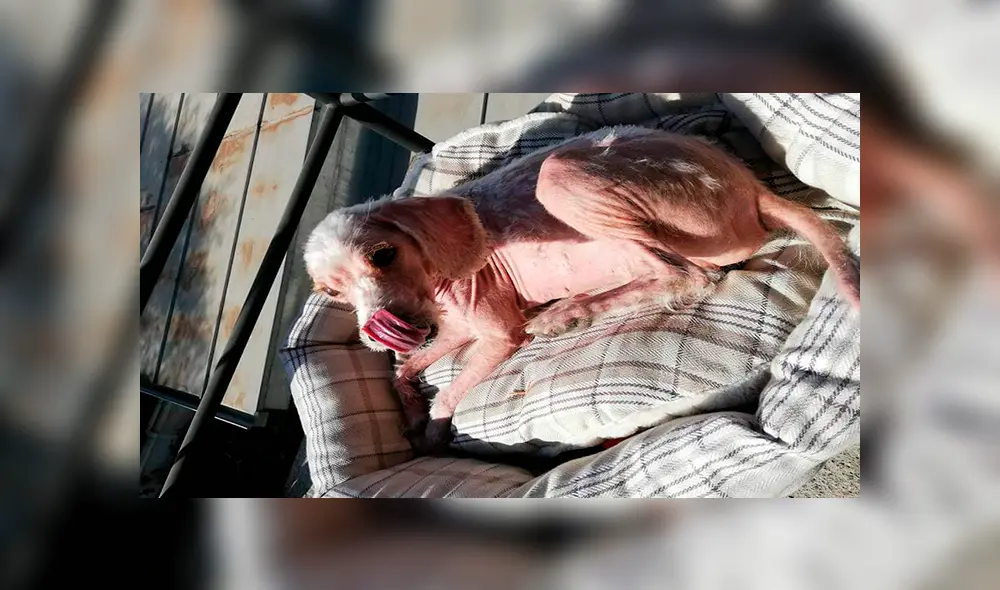 En Facebook, un rescatista fue el responsable de brindarle los cuidados al perro y tras cinco meses luce diferente. En Facebook, un rescatista fue el responsable de brindarle los cuidados al perro y tras cinco meses luce diferente.