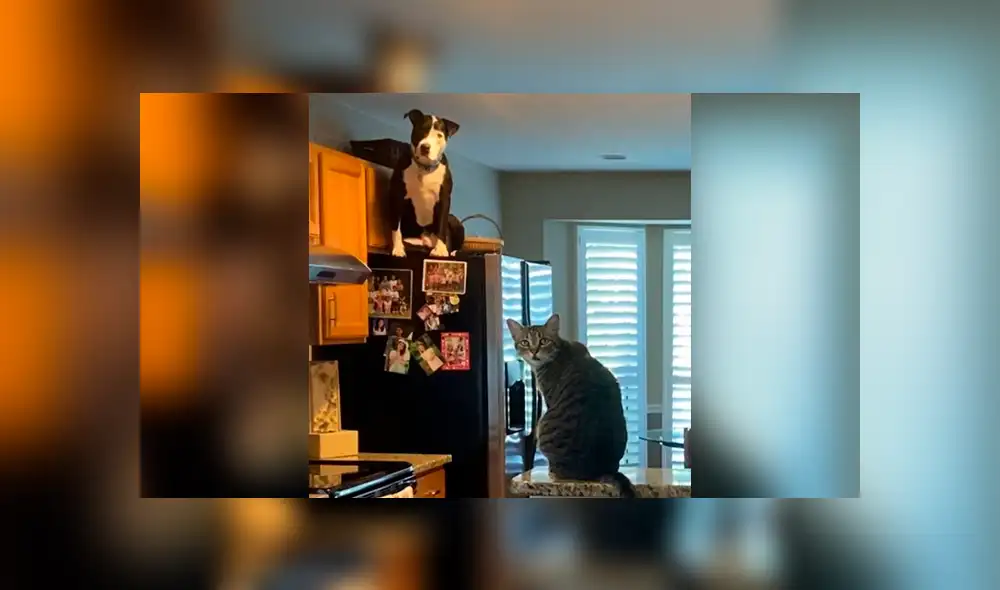 Desliza para ver el inusual comportamiento de este perrito. Foto: mako_thecatdog/TikTok Desliza para ver el inusual comportamiento de este perrito. Foto: mako_thecatdog/TikTok