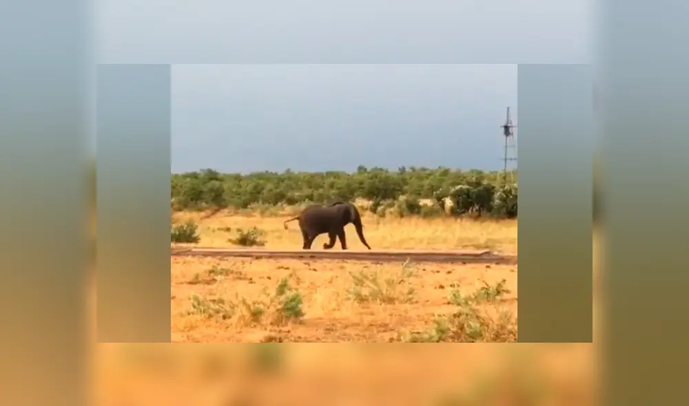 Desliza hacia la izquierda para ver el insólito encuentro de los animales que se ha vuelto viral en YouTube. Desliza hacia la izquierda para ver el insólito encuentro de los animales que se ha vuelto viral en YouTube.