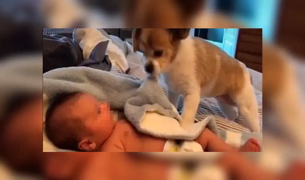 Desliza las imágenes para observar el tierno momento que protagonizaron un bebé con un perro que se encargó de cuidarlo. Desliza las imágenes para observar el tierno momento que protagonizaron un bebé con un perro que se encargó de cuidarlo.