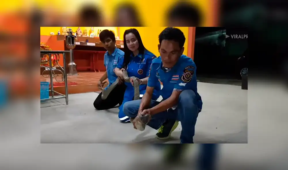 Chico hipnotiza a venenosa cobra para besarla y sucede lo inesperado [VIDEO] 