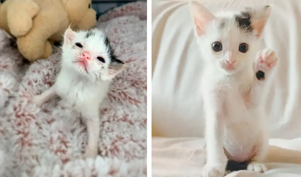 Desliza las imágenes para conocer la historia de una gatita que sobrevivió con la ayuda de una voluntaria de un albergue. Foto: Fostermotherofkittens/Facebook Desliza las imágenes para conocer la historia de una gatita que sobrevivió con la ayuda de una voluntaria de un albergue. Foto: Fostermotherofkittens/Facebook