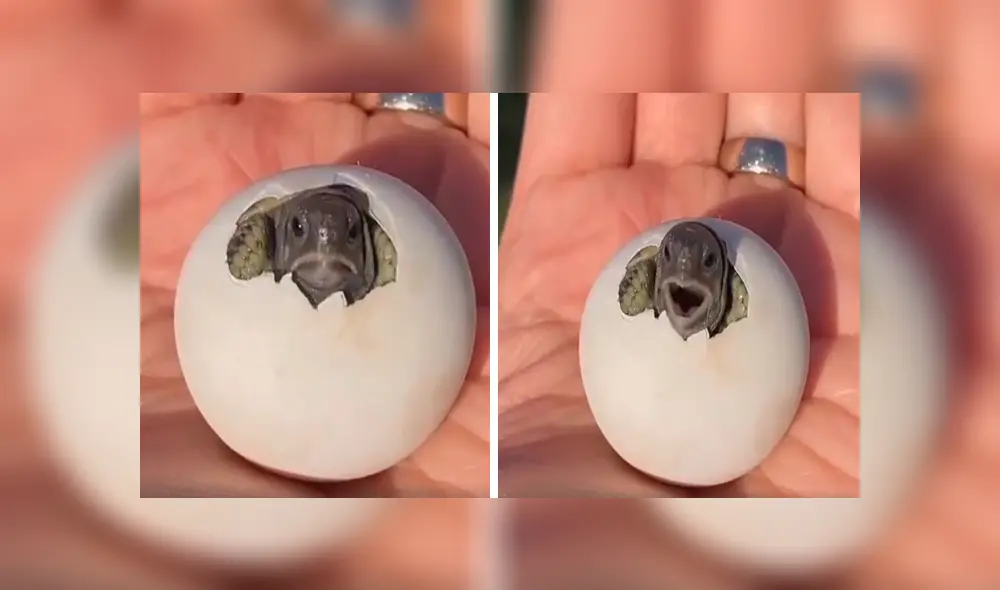 En Facebook, un joven se topó con un misterioso huevo que escondía un conmovedor secreto. En Facebook, un joven se topó con un misterioso huevo que escondía un conmovedor secreto.