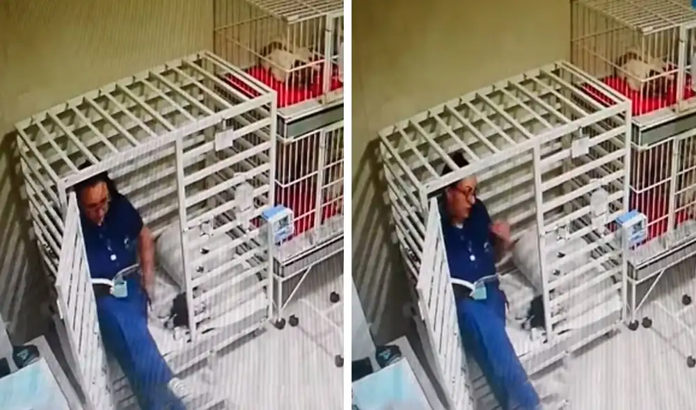 Desliza las imágenes para observar el cariñoso gesto que tiene una veterinaria con los animales que llegan a su trabajo. Foto: Captura de TikTok