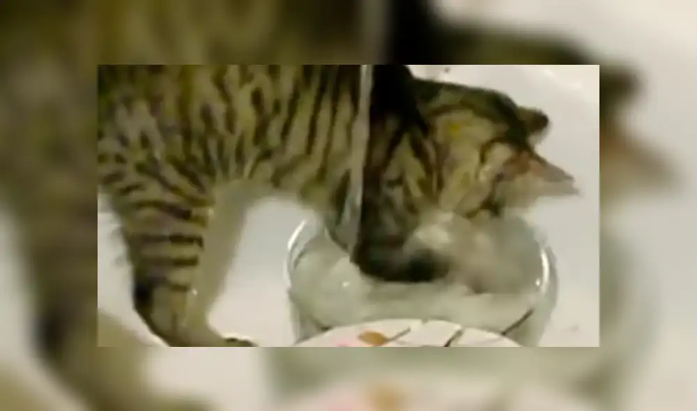 YouTube viral: Joven llega a su casa y descubre a gato realizando la limpieza del hogar [VIDEO]